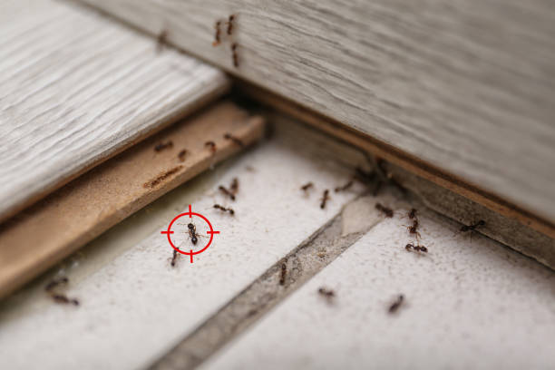 Best Termite Control Services  in Manhattan, IL