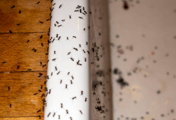 Best Pest Control Cost  in Manhattan, IL