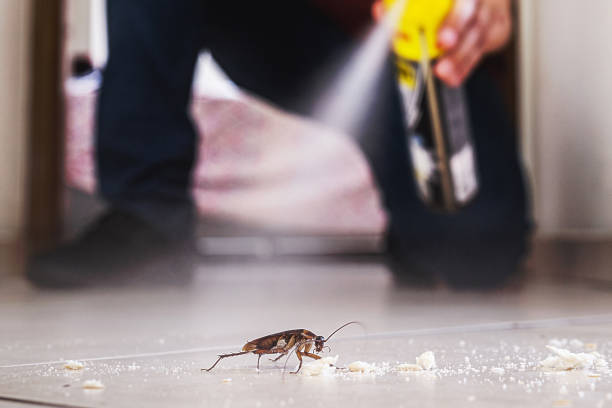 Best Termite Control Services  in Manhattan, IL